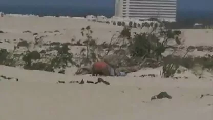 Mariels sobrina y la viejo hombre en la playa filme pirno gratis