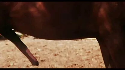Guza I konjic videos eroticos en peliculas